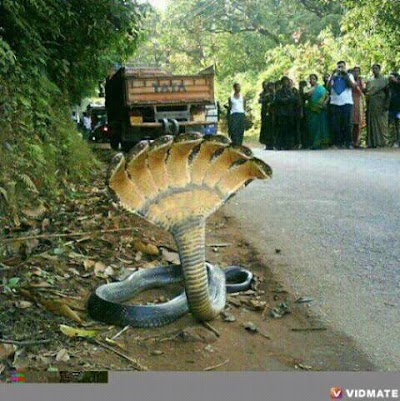 COFFUQZ651XJ_Ashwanicafe_ChIJ-2Yw4oQf8jkREmIVp6UzmpA_8