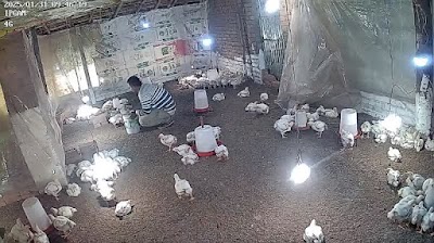 MANFBEKSRWQB_M.M_poultry_farm_ChIJxzD0HACL8TkRxGAcsOZdIdQ_2