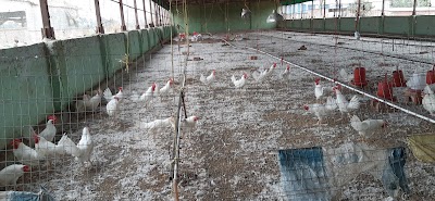 MANFHC2G7PO4_Krishisutra_Agro_Pullet_Farms_ChIJ0Sx-Myw98jkRnxmjNAj_XWM_10