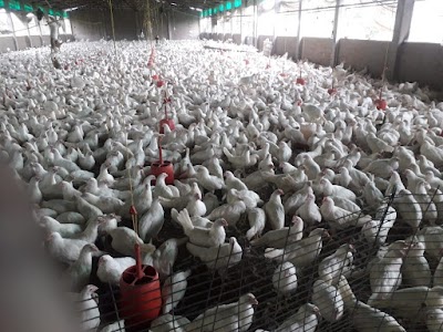 MANFHC2G7PO4_Krishisutra_Agro_Pullet_Farms_ChIJ0Sx-Myw98jkRnxmjNAj_XWM_3