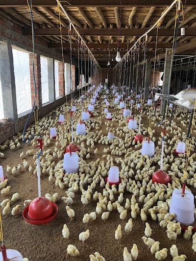 MANFT7KTN4SH_Sonu_poultryfarm_ChIJVZBLnNAj8jkR8sC3S1dCf1A_1