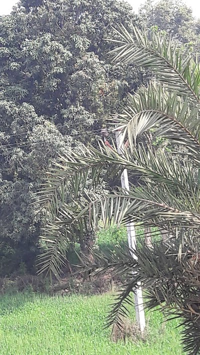 SCHOFW2BNYXI_Indupur_Primary_School_2_ChIJOXnYc3sW8jkRfEuY6Y1wX7Q_6