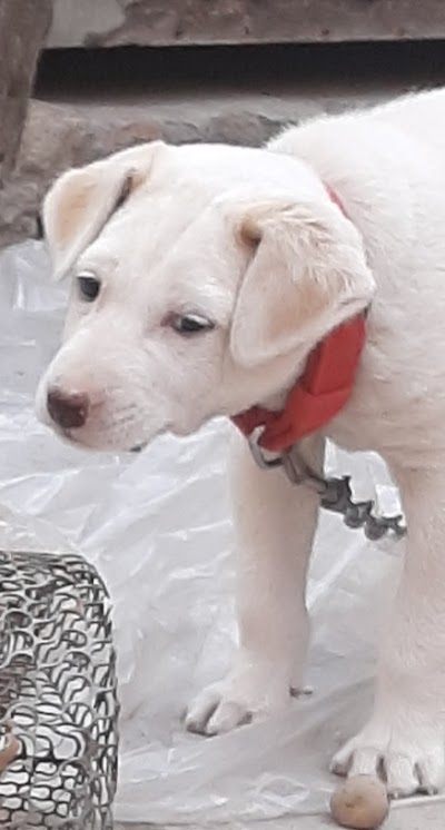 STATAYXCBNU3_Kajal_Kirana_and_recharge_Store_ChIJOS0a0x0X8jkRY54e4aO_TGo_1