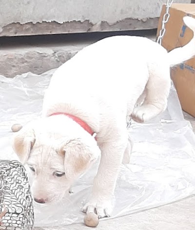 STATAYXCBNU3_Kajal_Kirana_and_recharge_Store_ChIJOS0a0x0X8jkRY54e4aO_TGo_2