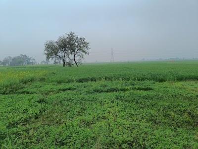 COLLSYTVQW7K_Pyarepur.sarmera.nalanda_ChIJwbdcH_lp8jkRLT3Pg3ZI0zk_1