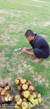 GYMO1ZI1LT4B_Mahua_tar_ChIJT6dJg8Ep8jkRRPdg3SmsiQs_2