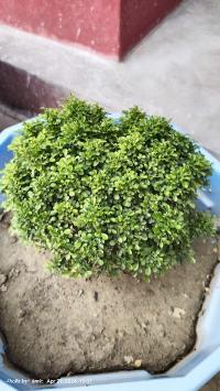 SUPEMCWLRI03_Sai_kirana_ChIJdS4Fi3Mj8jkRrOhR2j2rUMw_2