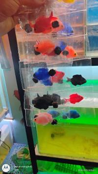 SUPER29SEE69_Dolphin_Aquarium_ChIJfdeaFqI98jkRqWwzXgf336E_4